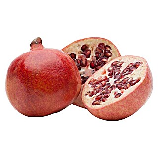 Piardino Granatapfelbaum (Punica granatum, Max. Wuchshöhe: 150 cm - 250 cm, Mai)