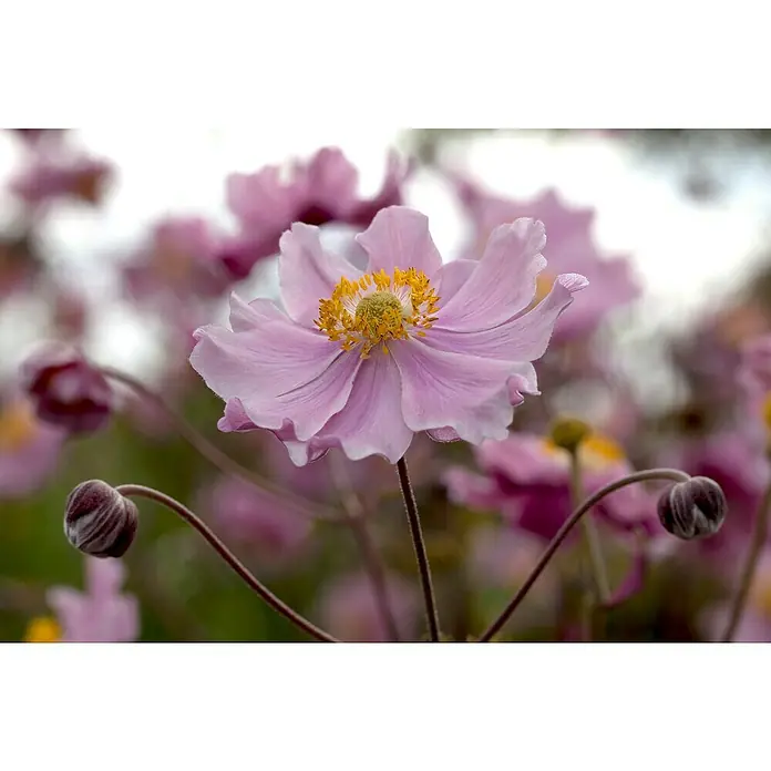 Piardino Herbstanemone - Anemone Hybride 'Fantasy' in Sorten, Topfgröße: 19 cm, sortenabhängig - Nahaufnahme einer zarten, rosa blühenden Herbst-Anemone mit gelben Staubgefäßen im Zentrum, umgeben von Knospen und unscharfem Hintergrund.