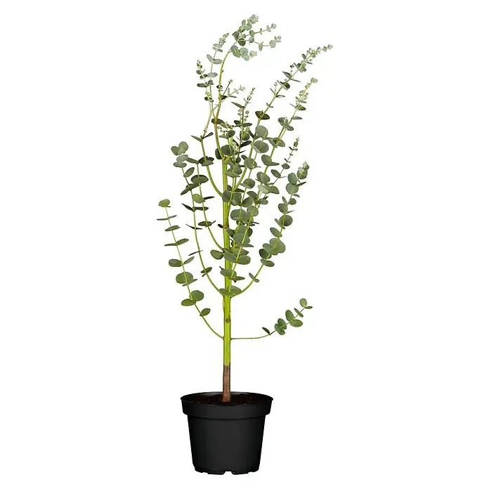 Piardino Eucalipto - Eucalyptus gunnii, Tamaño de maceta: 20 cm - Esta maceta cuenta con un solo árbol de eucalipto sano con hojas redondas de color verde azulado y un tallo robusto.