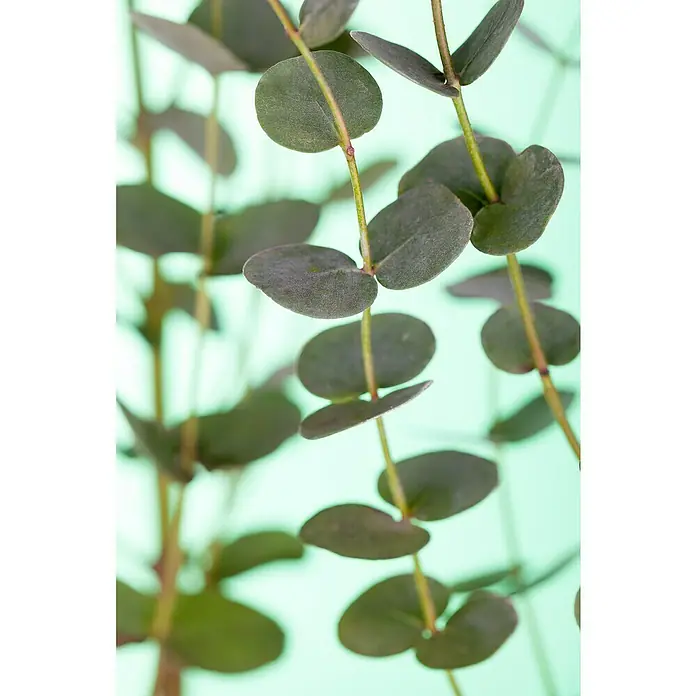 Piardino Eucalipto - Eucalyptus gunnii, Tamaño de maceta: 20 cm - Primer plano de una rama de eucalipto con hojas redondas de color verde azulado en un tallo largo y delgado contra un fondo verde claro.
