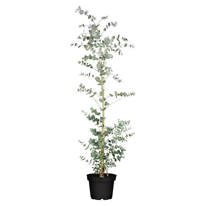 Piardino Eucalipto - Eucalyptus gunnii, Tamaño de maceta: 20 cm - Un eucalipto en maceta. Este eucalipto en maceta presenta hojas redondas y un tallo delgado, ideal para espacios interiores.