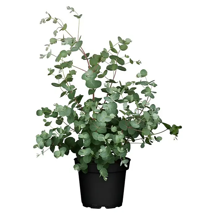 Piardino Eukalyptus - Eucalyptus gunnii, Topfgröße: 17 cm - Eine Eukalyptuspflanze in einem schwarzen Topf, die mit ihren runden Blättern und roten Stielen eine beruhigende Atmosphäre schafft.