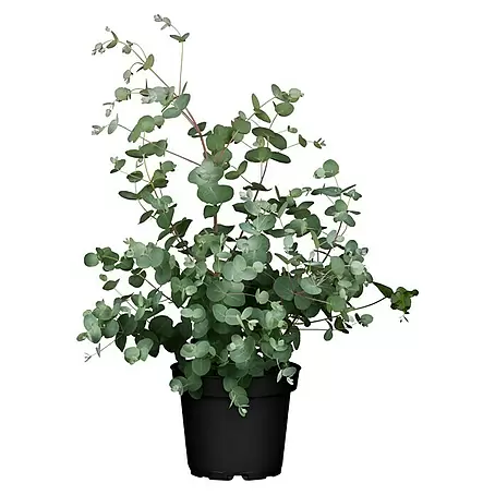 Piardino  Eukalyptus