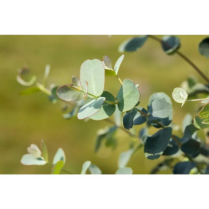 Piardino Eucalipto - Eucalyptus gunnii, Tamaño de maceta: 20 cm - Primer plano de hojas de eucalipto en una rama. Las hojas tienen un suave tono verde, algunas con bordes rojos.