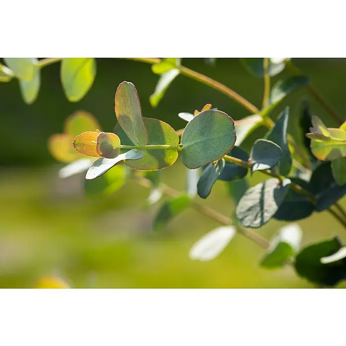 Piardino Eukalyptus - Eucalyptus gunnii, Topfgröße: 17 cm - Nahaufnahme eines Eukalyptuszweigs mit runden, grünlichen Blättern, die von Sonnenlicht beleuchtet werden. Die Blätter haben einen rötlichen Rand.
