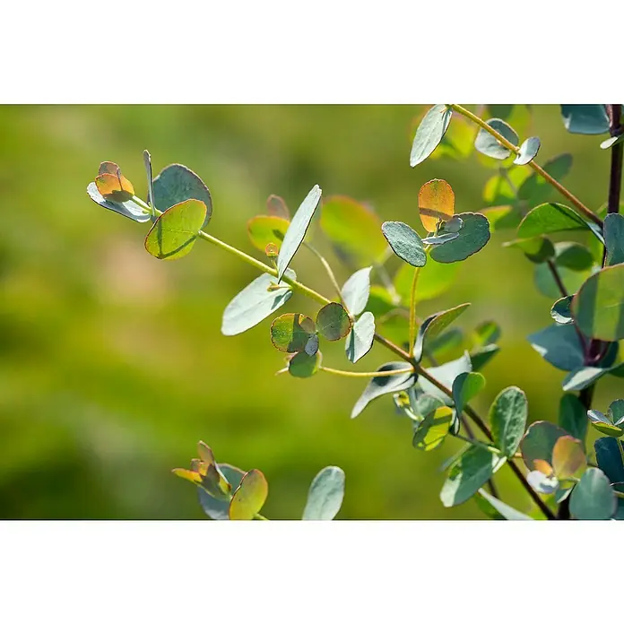 Piardino Eukalyptus - Eucalyptus gunnii France Blue, Topfvolumen: 7 l - Nahaufnahme von Eukalyptusblättern, die die sanften grünen und kupferfarbenen Farbtöne der zarten Blätter hervorheben. Die Blätter schimmern.