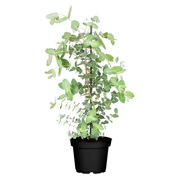 Piardino Eukalyptus - Eucalyptus gunnii France Blue, Topfvolumen: 7 l - Eukalyptusbaum im Topf. Der Eukalyptusbaum hat graugrüne Blätter und einen dünnen, braunen Stamm, der in einem schwarzen Topf steht.