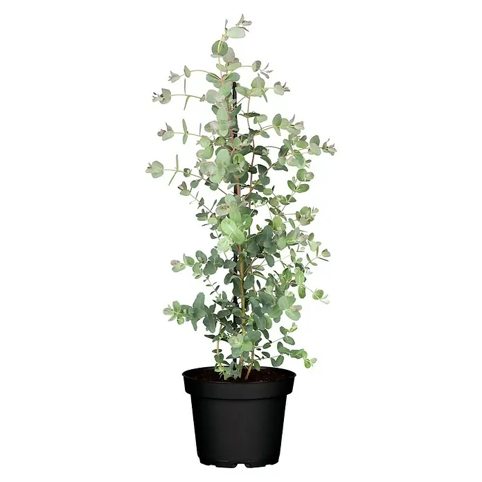 Piardino Eucalipto - Eucalyptus gunnii, Tamaño de maceta: 20 cm - Primer plano de una planta en maceta con hojas redondas de color verde grisáceo y tallos delgados, que crece en una maceta negra.