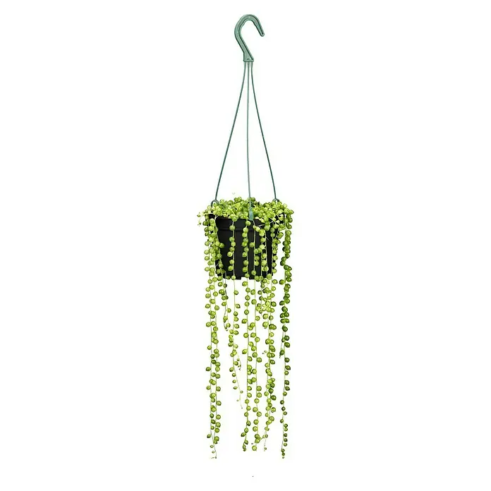 Piardino Planta rosario - Curio rowleyanus - Planta colgante con hojas esféricas en una maceta negra. Ideal para decorar interiores, añadiendo un toque natural a cualquier espacio.