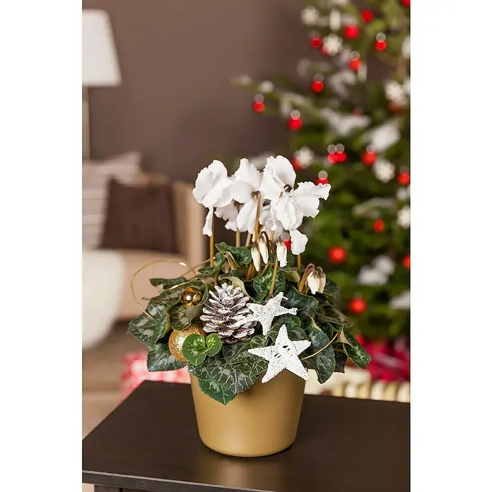 Piardino Zimmer-Alpenveilchen - Cyclamen persicum, Topfgröße: 6 cm - Festlicher Weihnachtsstern-Zyklame in goldenem Topf, dekoriert mit Sternen und Kugeln vor einem Weihnachtsbaum.