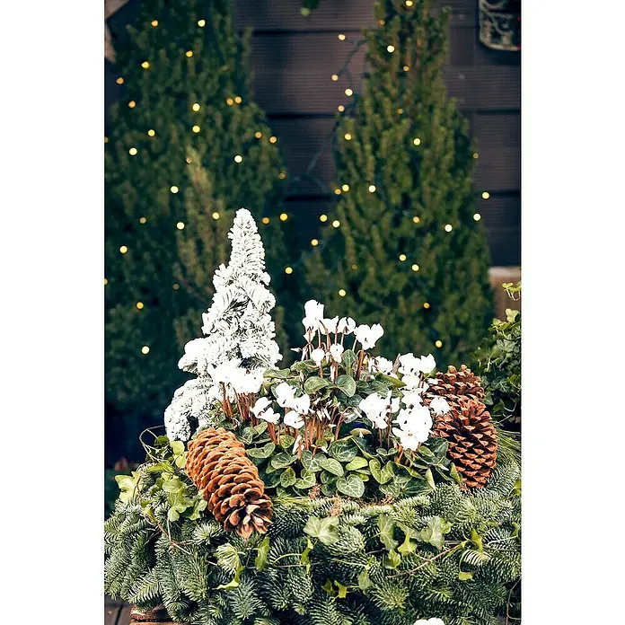Piardino Zimmer-Alpenveilchen - Cyclamen persicum, Topfgröße: 6 cm - Winterliche Dekoration mit einem Mini-Weihnachtsbaum, weißen Blüten, Kiefernzapfen und Tannengrün. Stimmungsvolle Festtagsdekoration für Zuhause.