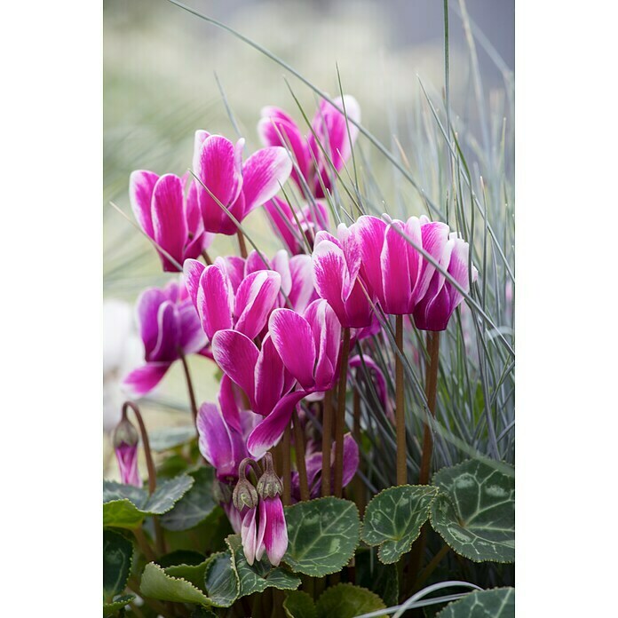 Piardino Zimmer-Alpenveilchen (Cyclamen persicum, Topfgröße: 6 cm) | BAUHAUS