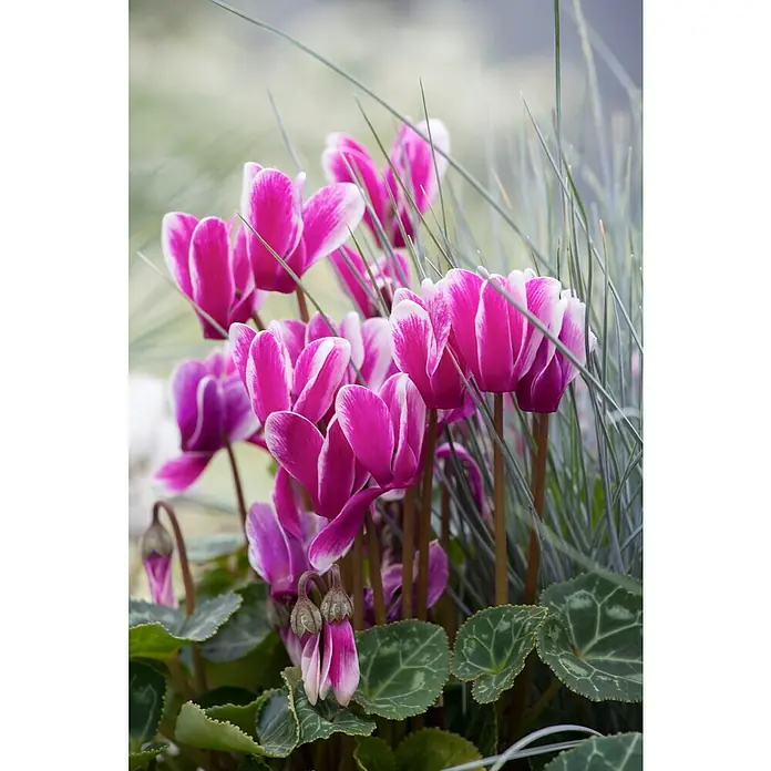 Piardino Zimmer-Alpenveilchen - Cyclamen persicum, Topfgröße: 6 cm - Nahaufnahme von leuchtend rosa Alpenveilchen mit weißen Rändern, die ihre zarte Schönheit und filigranen Details hervorheben.