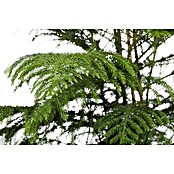 Araucaria heterophylla 17