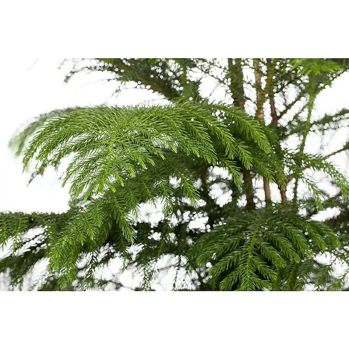 Piardino Zimmertanne - Araucaria heterophylla, Topfgröße: 17 cm - Nahaufnahme einer Norfolk-Tanne mit ihren zarten, grünen Nadeln, die eine friedliche und natürliche Atmosphäre ausstrahlen.