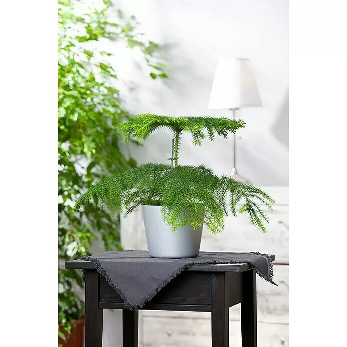 Piardino Zimmertanne - Araucaria heterophylla, Topfgröße: 17 cm - Eine Zimmertanne in einem silbernen Topf, auf einem dunklen Holztisch mit grauem Stoff platziert.