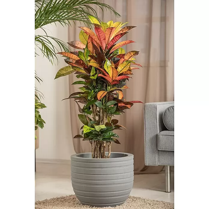 Piardino Kroton verzweigt - Codiaeum variegatum 'Mrs. Iceton', Topfgröße: 32 cm
