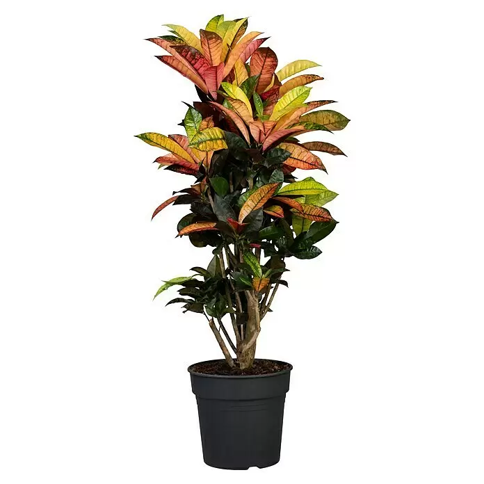 Piardino Kroton verzweigt - Codiaeum variegatum 'Mrs. Iceton', Topfgröße: 32 cm
