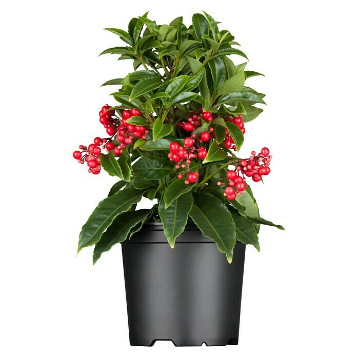 Piardino Gekerbte Spitzblume (Ardisia crenata, Topfgröße: 14 cm, Weiß) | BAUHAUS