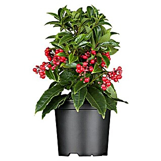 Piardino Gekerbte Spitzblume (Ardisia crenata, Topfgröße: 14 cm, Weiß)