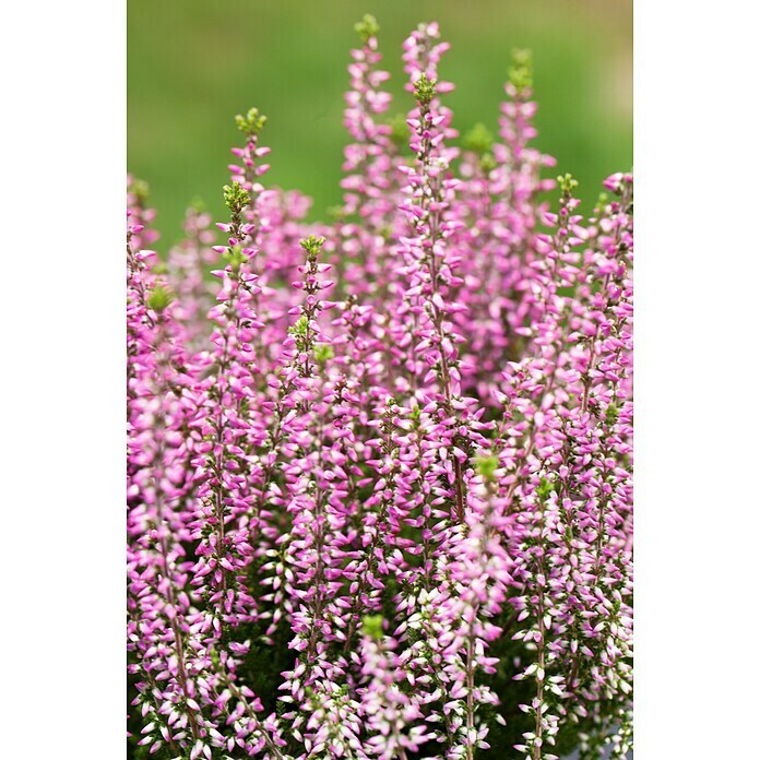 Besenheide im Set (3 Stk., Garden Girls 'Hilda', Calluna vulgaris) | BAUHAUS