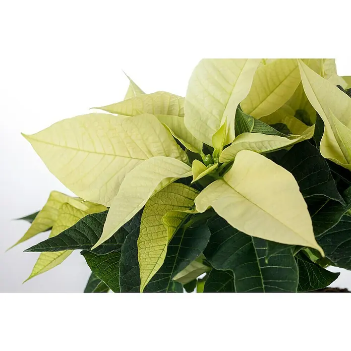 Piardino Weihnachtsstern - Euphorbia pulcherrima, Topfgröße: 6 cm, Rosa/Rot/Weiß - Nahaufnahme einer weißen Weihnachtssternpflanze, die elegante, cremefarbene Hochblätter und dunkelgrünes Laub zeigt.