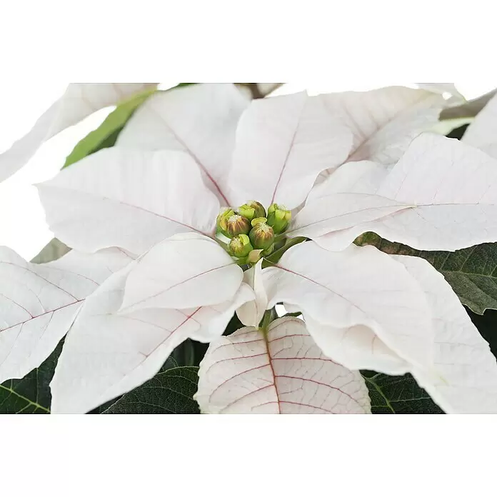 Piardino Weihnachtsstern - Euphorbia pulcherrima, Topfgröße: 6 cm, Rosa/Rot/Weiß - Detailaufnahme