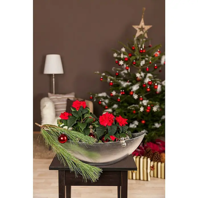 Piardino Weihnachtsstern - Euphorbia pulcherrima, Topfgröße: 6 cm, Rosa/Rot/Weiß - Weihnachtliche Dekoration mit einem silbernen Gefäß voller roter Poinsettien, Tannenzweigen und Christbaumkugeln auf einem dunklen Tisch, im Hintergrund ein Weihnachtsbaum.
