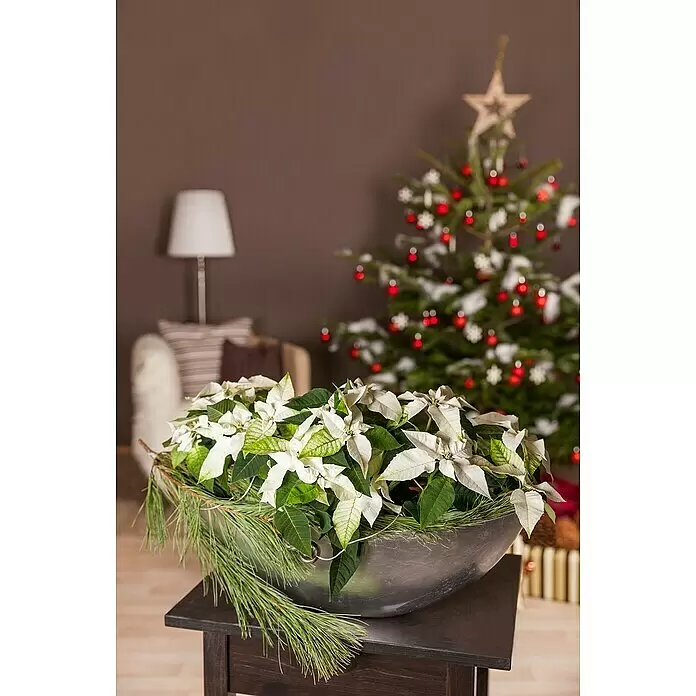 Piardino Weihnachtsstern - Euphorbia pulcherrima, Topfgröße: 6 cm, Rosa/Rot/Weiß - Festliches Arrangement aus weißen Weihnachtssternen und Tannennadeln in einer silbernen Schale auf einem dunklen Tisch.