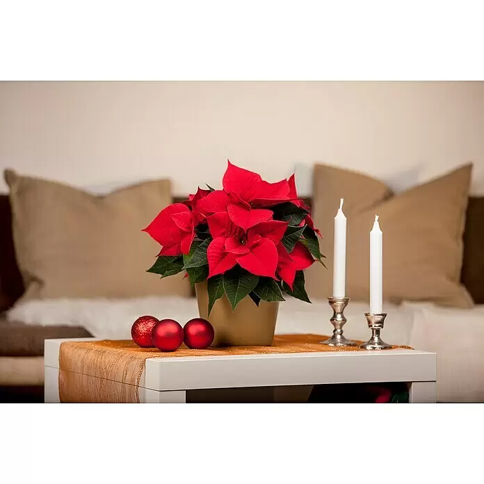 Piardino Weihnachtsstern - Euphorbia pulcherrima, Topfgröße: 6 cm, Rosa/Rot/Weiß - Eine leuchtend rote Weihnachtsstern-Pflanze, rote Weihnachtsbaumkugeln und zwei weiße Kerzen schmücken einen Couchtisch für eine festliche Dekoration.