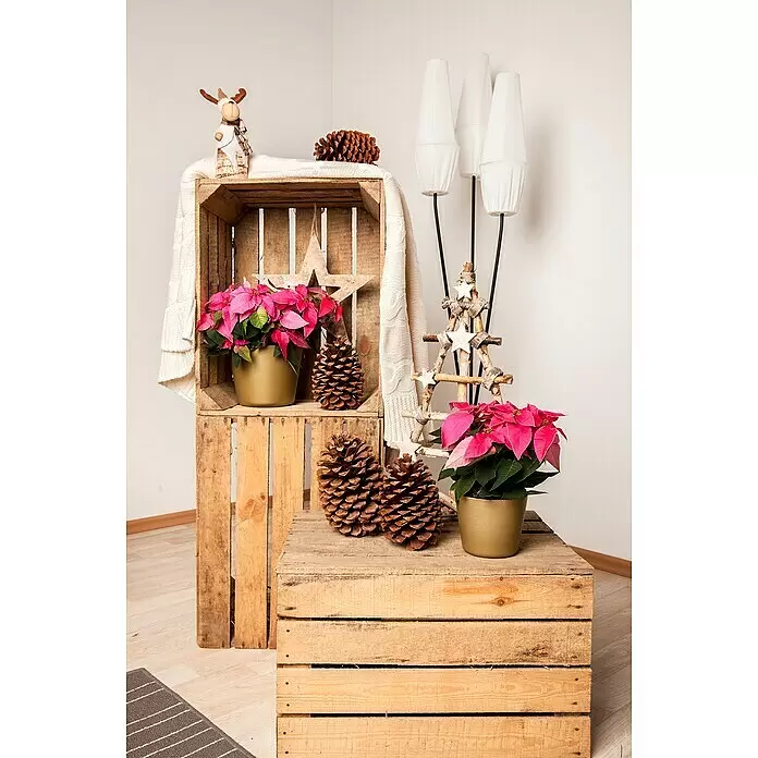 Piardino Weihnachtsstern - Euphorbia pulcherrima, Topfgröße: 6 cm, Rosa/Rot/Weiß - Eine rustikale Weihnachtsdekoration mit gestapelten Holzkisten, rosa Weihnachtssternen, großen Tannenzapfen und festlichen Akzenten.