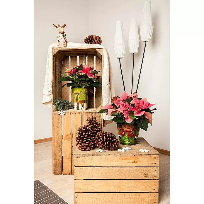 Piardino Weihnachtsstern - Euphorbia pulcherrima, Topfgröße: 6 cm, Rosa/Rot/Weiß - Festliche Weihnachtsdeko mit rosa Weihnachtssternen in Reh-Töpfen, Holzkisten und Tannenzapfen für ein gemütliches Fest.