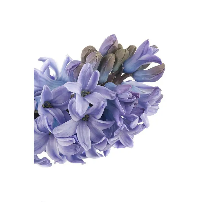 Piardino Bulbos de primavera - Hyacinthus orientalis, Mixta - Primer plano de un jacinto lila pálido con flores cerradas, que muestra sus delicados pétalos y la suave paleta de colores.