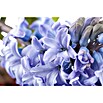 Piardino Hyazinthe (Hyacinthus orientalis) | BAUHAUS