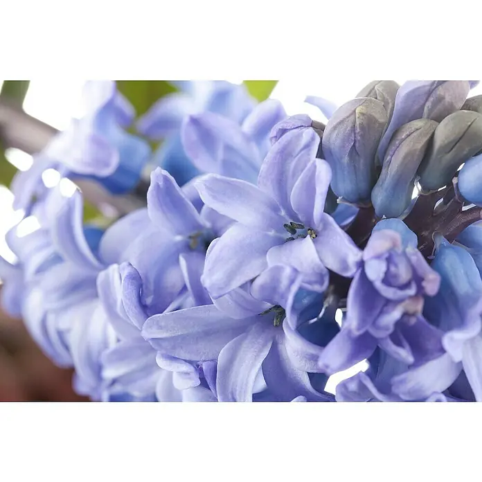 Piardino Frühlingsblumenzwiebeln Hyazinthe - Hyacinthus orientalis, Farben gemischt - Nahaufnahme einer Gruppe blassvioletter Hyazinthenblüten mit zarten Blütenblättern und subtilen Details, die die Schönheit der Natur hervorheben.