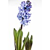 Piardino Hyazinthe (Hyacinthus orientalis) | BAUHAUS