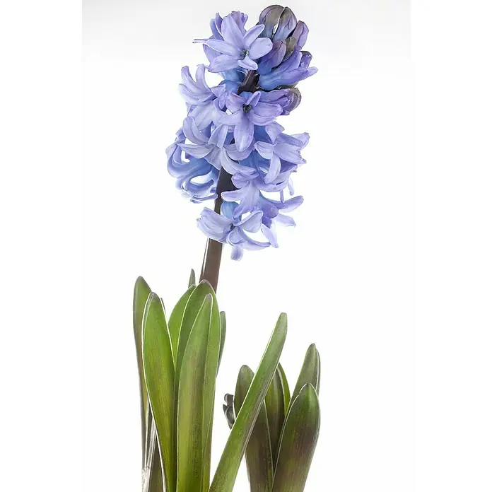 Piardino Frühlingsblumenzwiebeln Hyazinthe - Hyacinthus orientalis, Farben gemischt - Nahaufnahme einer duftenden, hellvioletten Hyazinthe mit grünen Blättern vor einem strahlend weißen Hintergrund.