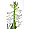 Piardino Hyazinthe (Hyacinthus orientalis) | BAUHAUS