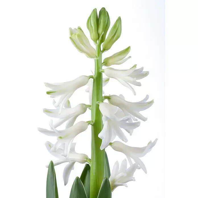 Piardino Frühlingsblumenzwiebeln Hyazinthe - Hyacinthus orientalis, Farben gemischt - Eine weiße Hyazinthe mit grünem Stiel und Knospen, blühend.