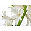 Piardino Hyazinthe (Hyacinthus orientalis) | BAUHAUS