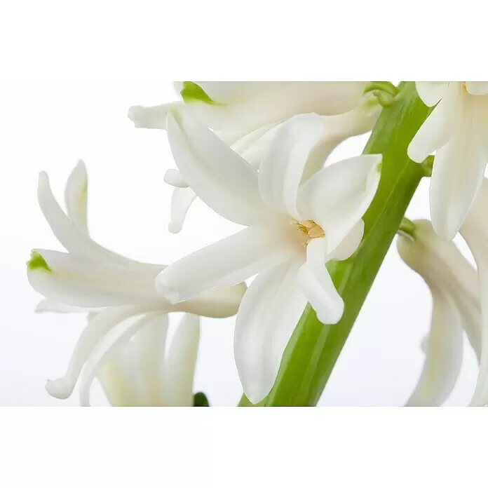 Piardino Frühlingsblumenzwiebeln Hyazinthe - Hyacinthus orientalis, Farben gemischt - Nahaufnahme von weißen Hyazinthenblüten mit grünen Stielen.