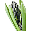 Piardino Hyazinthe (Hyacinthus orientalis) | BAUHAUS