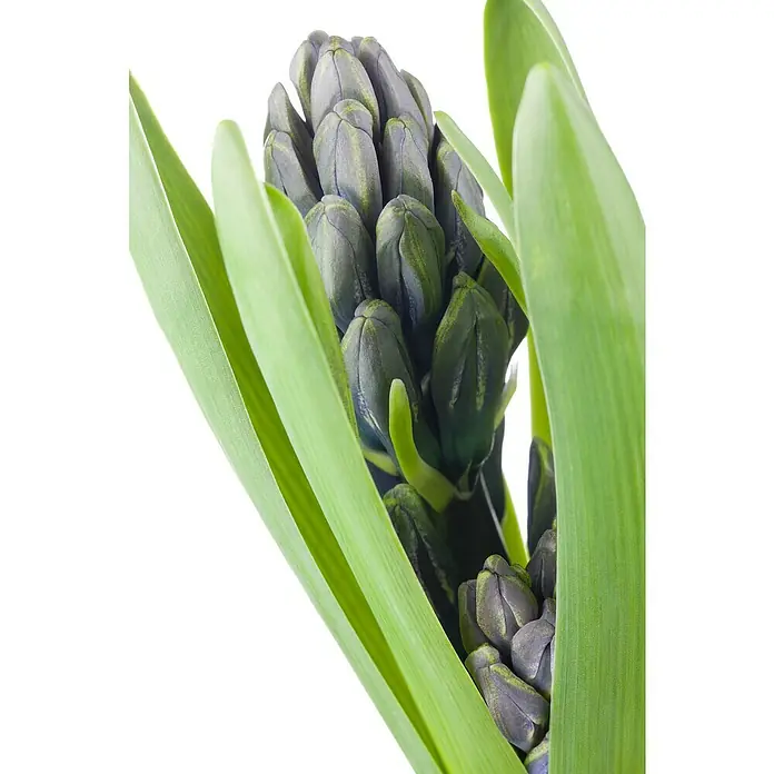 Piardino Frühlingsblumenzwiebeln Hyazinthe - Hyacinthus orientalis, Farben gemischt - Nahaufnahme einer Hyazinthe mit blau-violetten Blütenknospen, umgeben von grünen Blättern, die die frische Schönheit der Pflanze hervorheben.