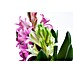 Piardino Frühlingsblumenzwiebeln Hyazinthe 