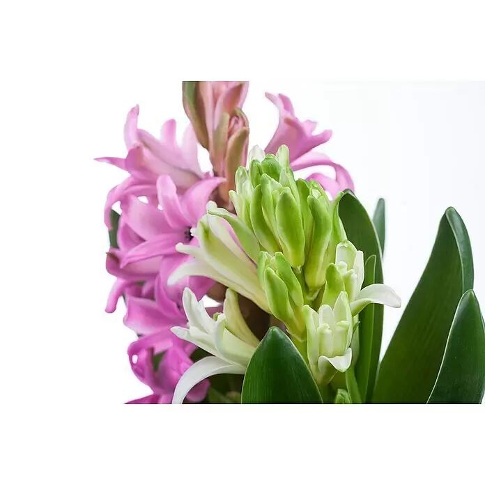 Piardino Frühlingsblumenzwiebeln Hyazinthe - Hyacinthus orientalis, Farben gemischt - Rosa und hellgrüne Hyazinthenblüten, eine blühend, eine knospend, mit grünen Blättern.