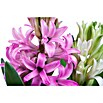 Piardino Hyazinthe (Hyacinthus orientalis) | BAUHAUS