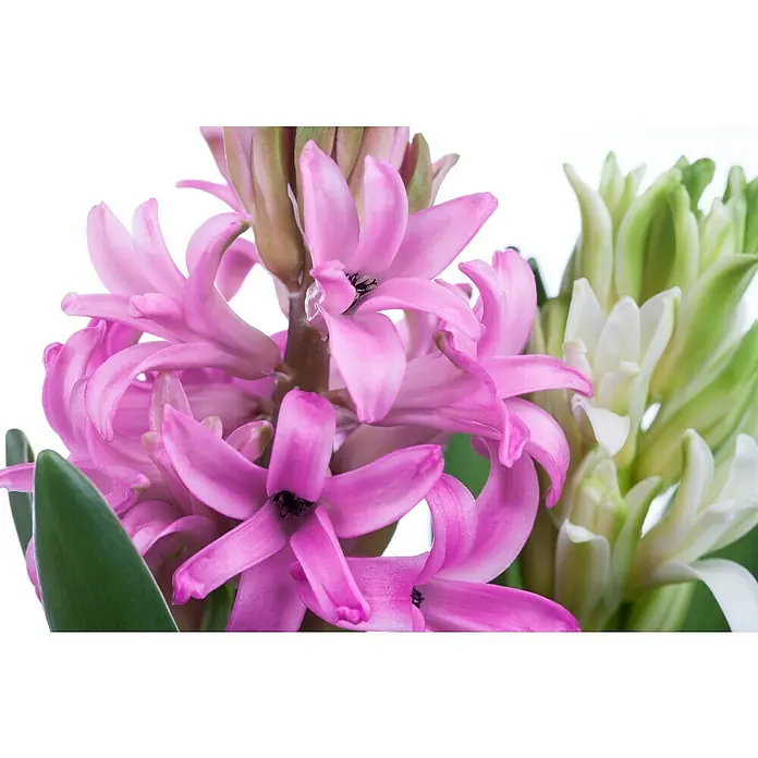 Piardino Frühlingsblumenzwiebeln Hyazinthe - Hyacinthus orientalis, Farben gemischt - Nahaufnahme von pinken und weißen Hyazinthen mit grünen Blättern, die ihre dichten Blütenstände zeigen.
