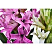Piardino Hyazinthe (Hyacinthus orientalis) | BAUHAUS