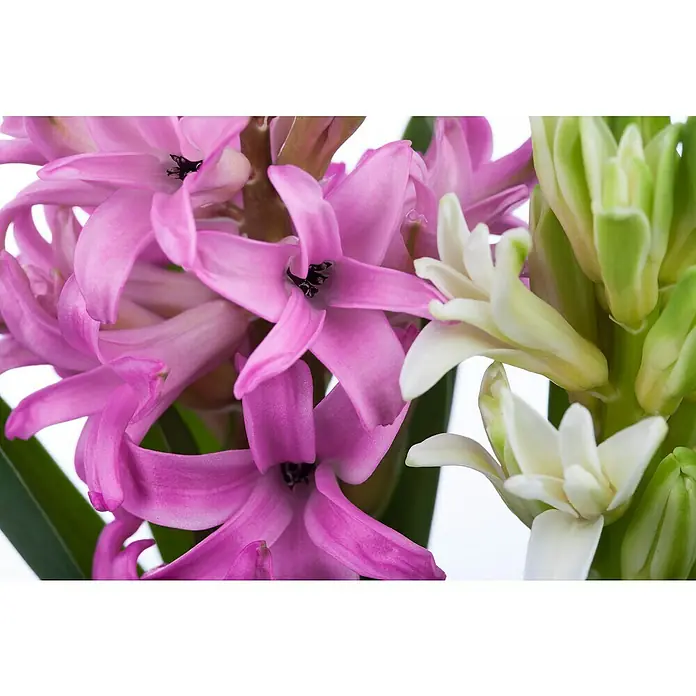 Piardino Bulbos de primavera - Hyancithus - Primer plano de flores de jacinto rosas y blancas, mostrando sus delicados pétalos y colores vibrantes.