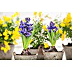 Piardino Hyazinthe (Hyacinthus orientalis) | BAUHAUS